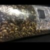 4lb 50/50 Injectable Horse Manure And Rye Grain Mushroom growing kit